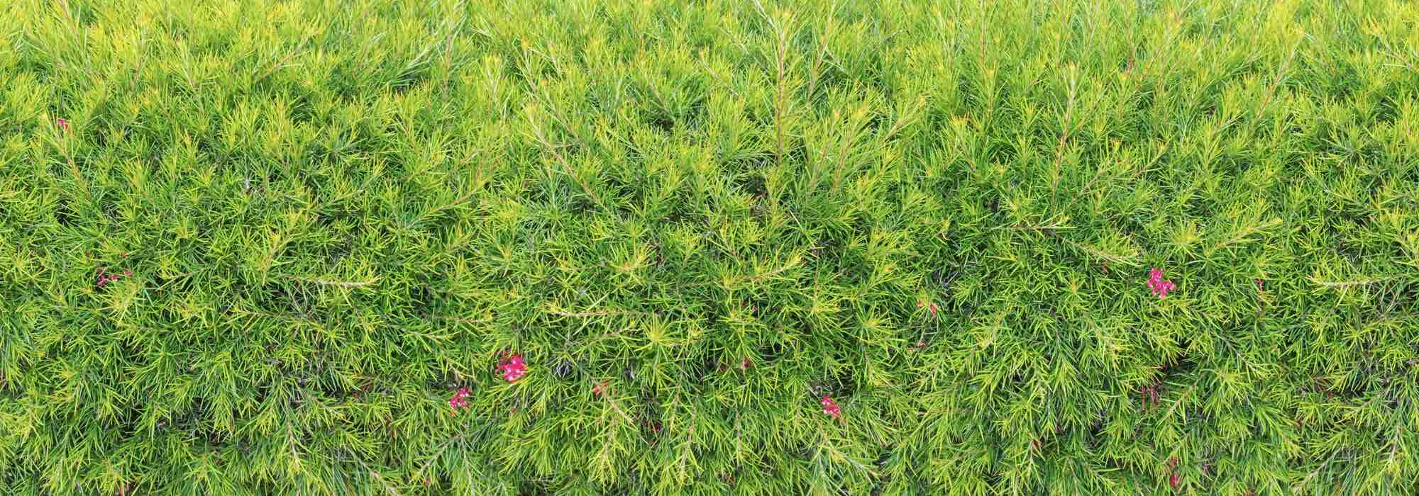 5 Grevilleas for a Hedge