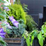 Plants for railing planters