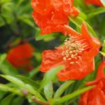 Pomegranate: pairing it in the garden or in pots