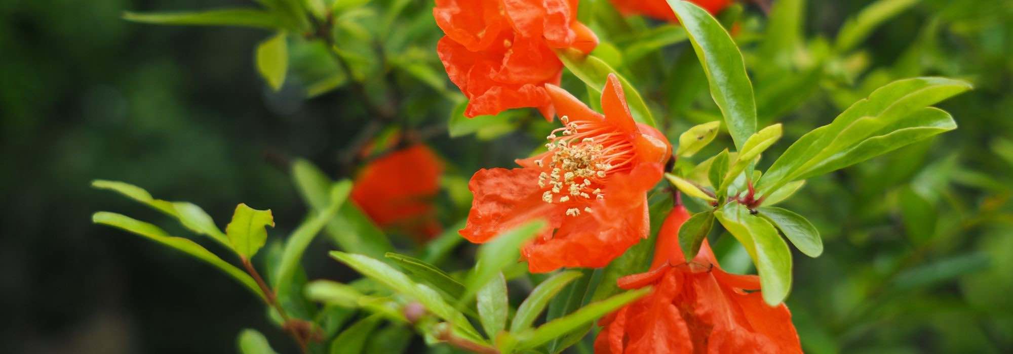 Pomegranate: pairing it in the garden or in pots