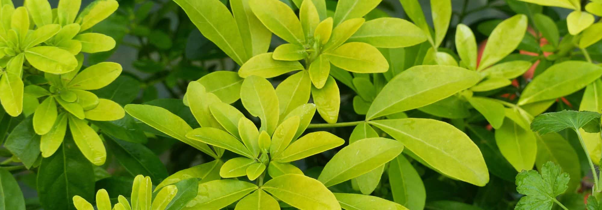 Diseases and Pests of Choisya or Mexican Orange Blossom