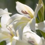 7 white flowered gladioli
