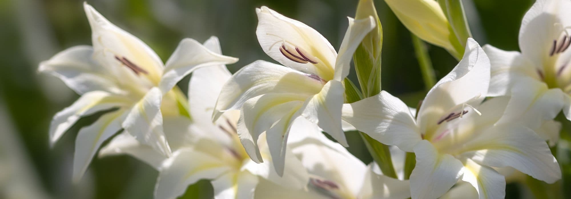 7 white flowered gladioli