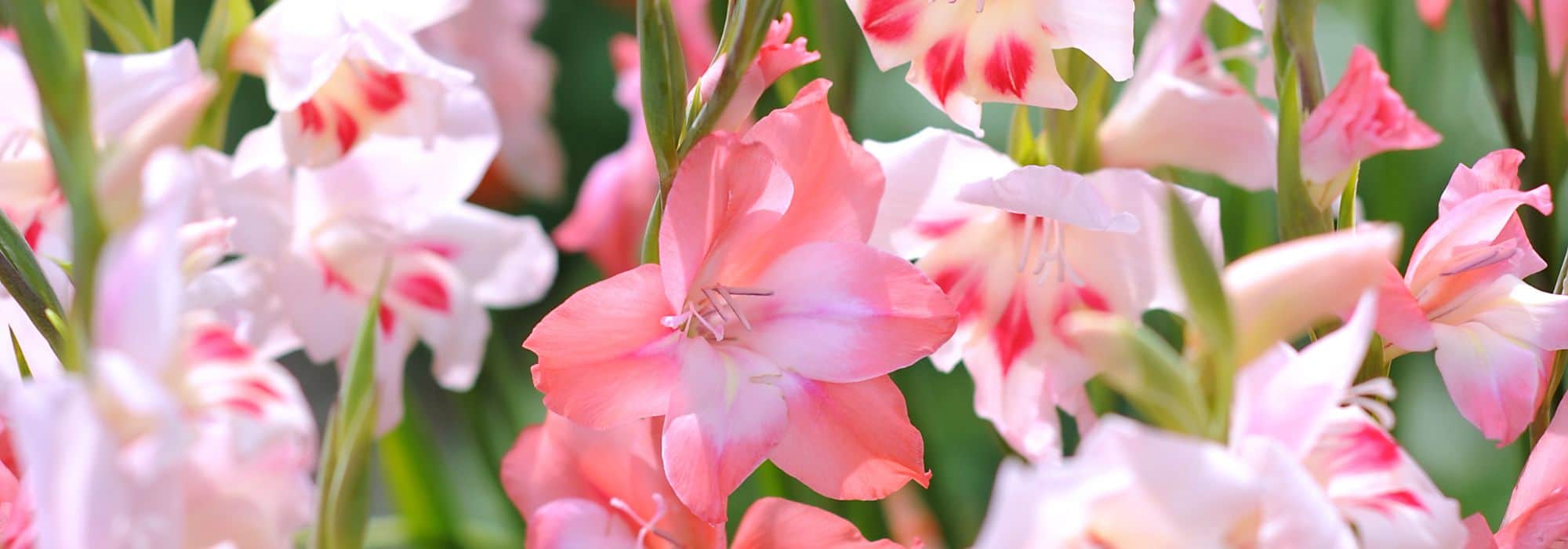 7 pink flowers gladioli