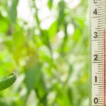 How to manage heat in the greenhouse during summer?