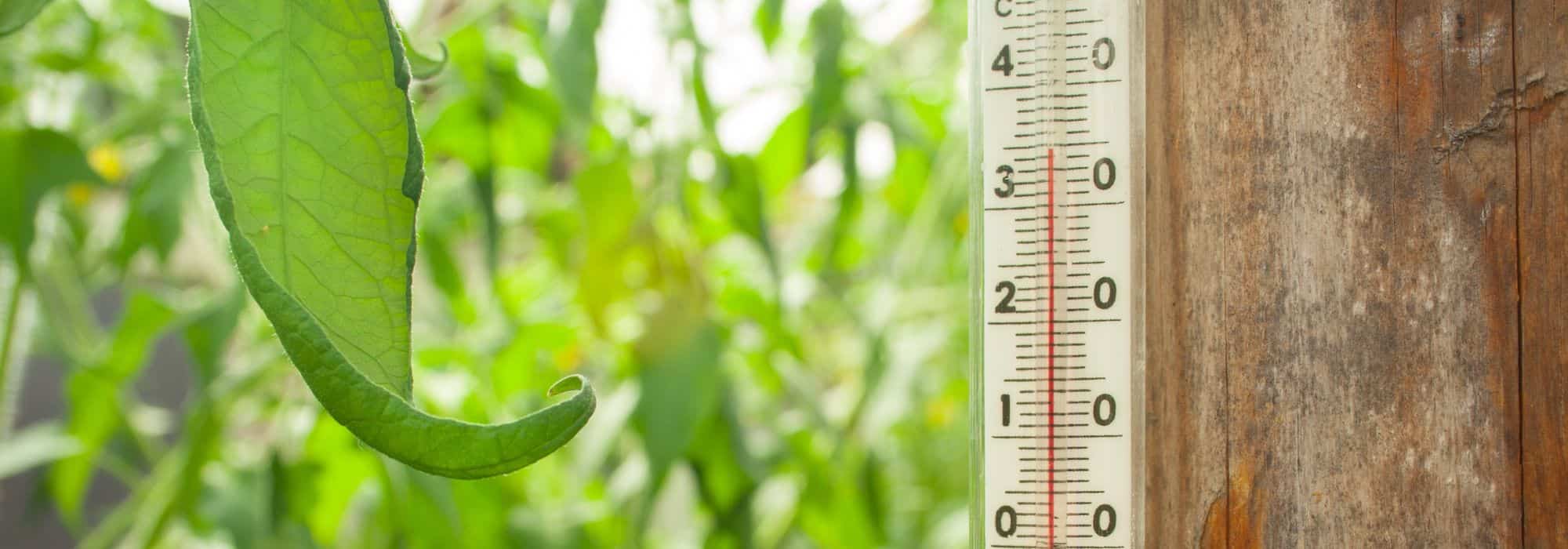 How to manage heat in the greenhouse during summer?