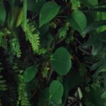 How to create an indoor living wall?