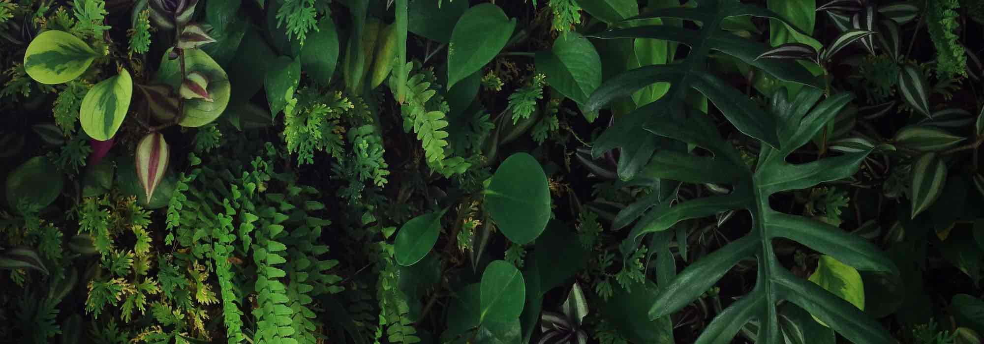 How to create an indoor living wall?