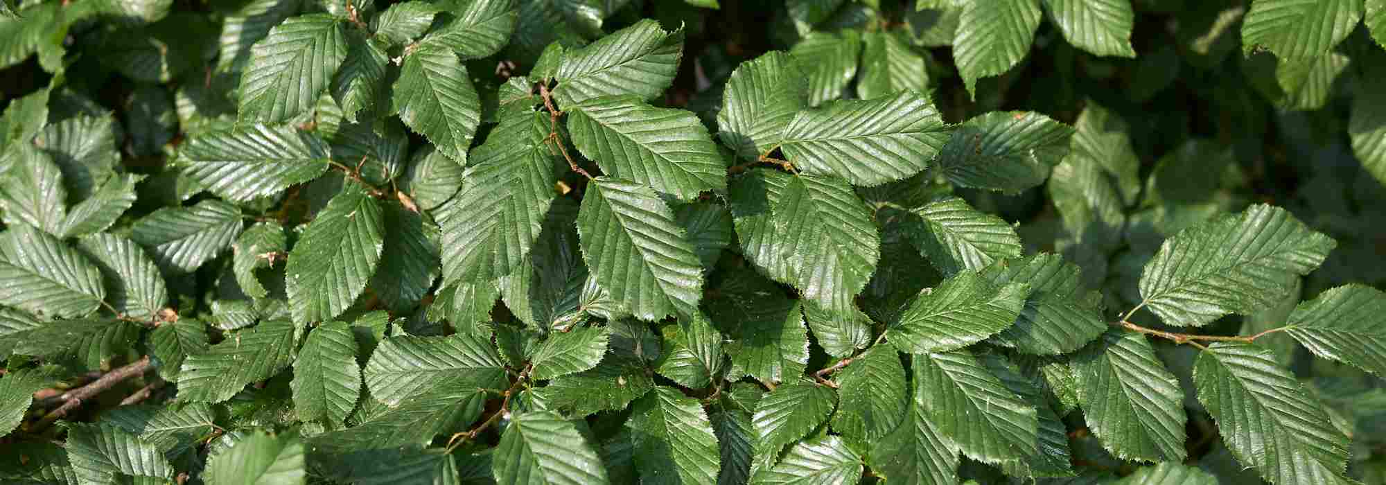 Diseases and pests of hornbeam