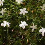 Diseases and pests of Jasmine
