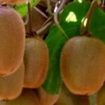 Diseases and pests of kiwi