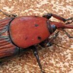 Diseases and pests of palms