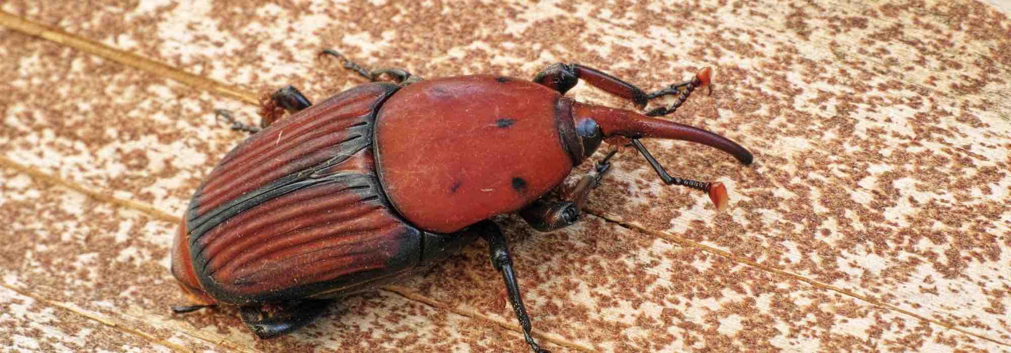 Diseases and pests of palms