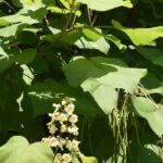 Diseases and pests of Catalpa