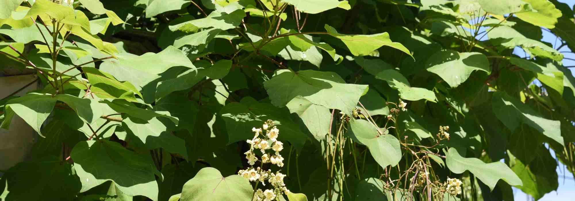 Diseases and pests of Catalpa