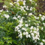 How to propagate Mexican orange blossom?