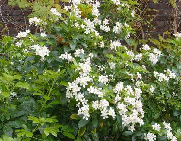 How to propagate Mexican orange blossom?
