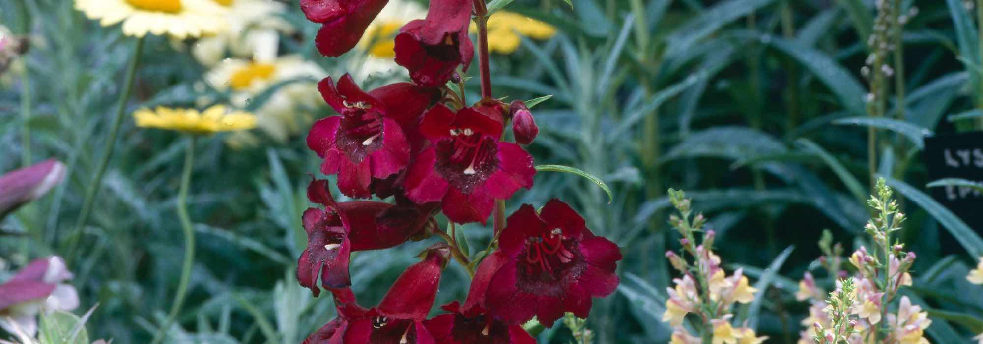 5 red-flowered penstemons