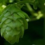 9 medicinal plants to help you find sleep