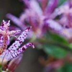 Exotic plants for shade