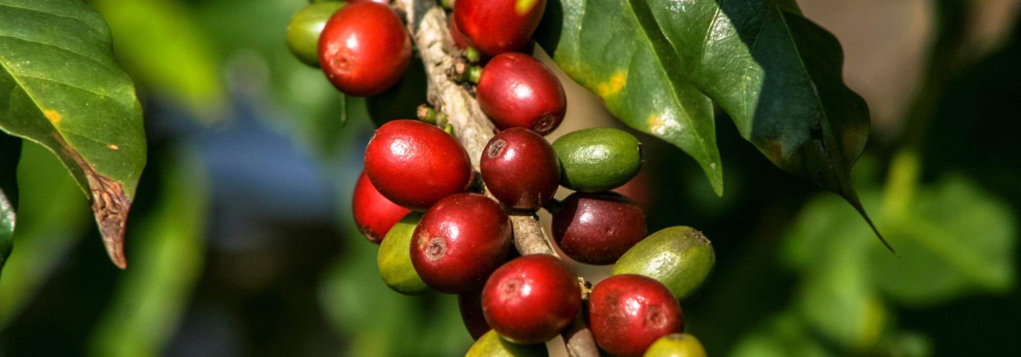 5 Medicinal Plants Against Fatigue