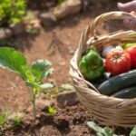 Inflation-proof vegetable garden: how to grow your own food in response to rising prices?