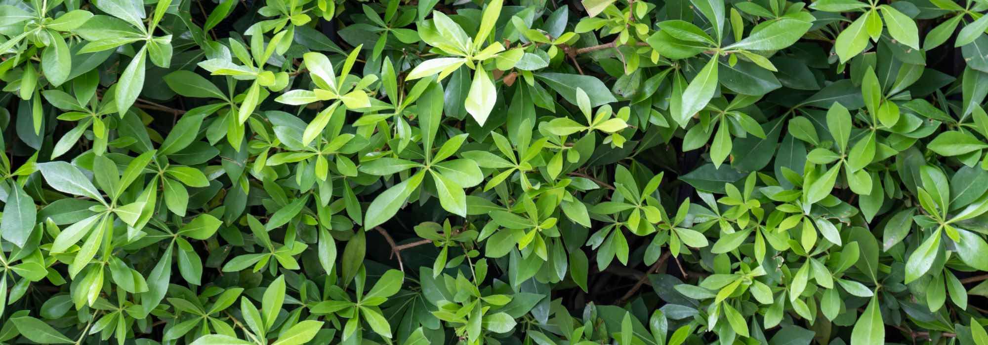 Growing Pseudopanax in pots