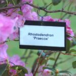 Botanical rules and nomenclatures