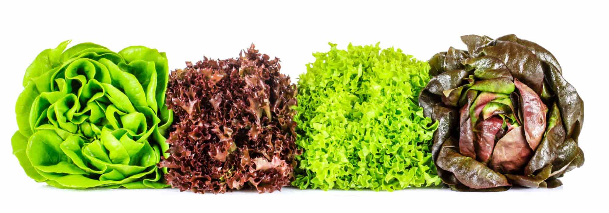 Diseases and pests of lettuce