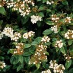 5 viburnums to create a hedge