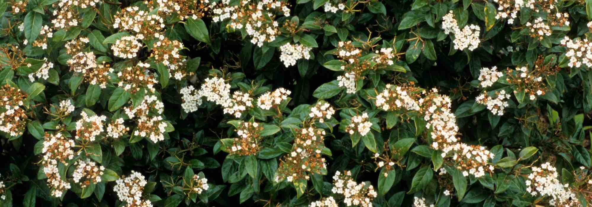 5 viburnums to create a hedge