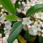 7 Viburnums for Small Gardens or Container Cultivation