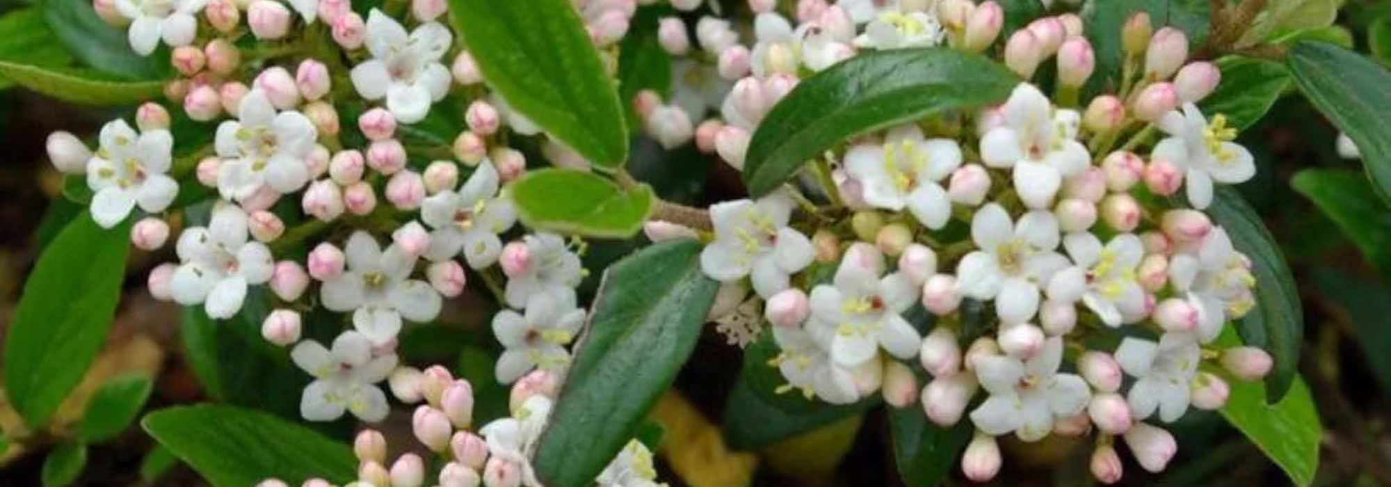 7 Viburnums for Small Gardens or Container Cultivation