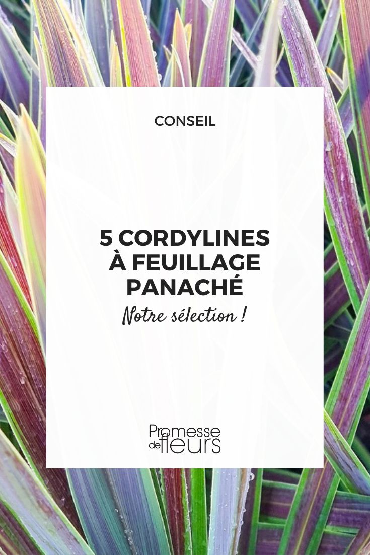 5 variegated cordylines