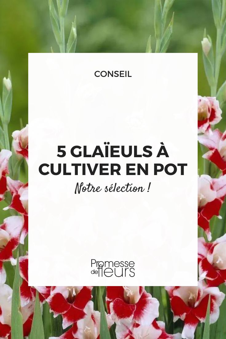 5 Gladioli to Grow in Pots