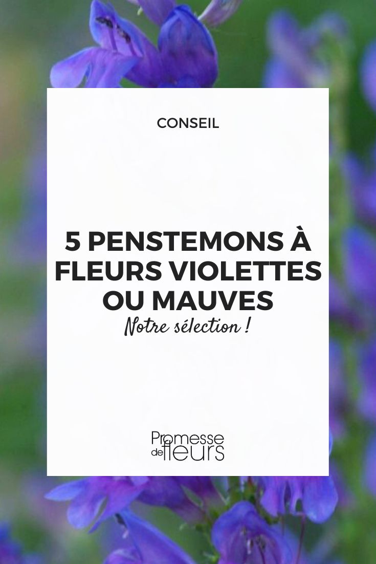 Penstemon 'Violet'