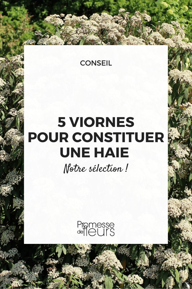 Selection of naked viburnum for a hedge