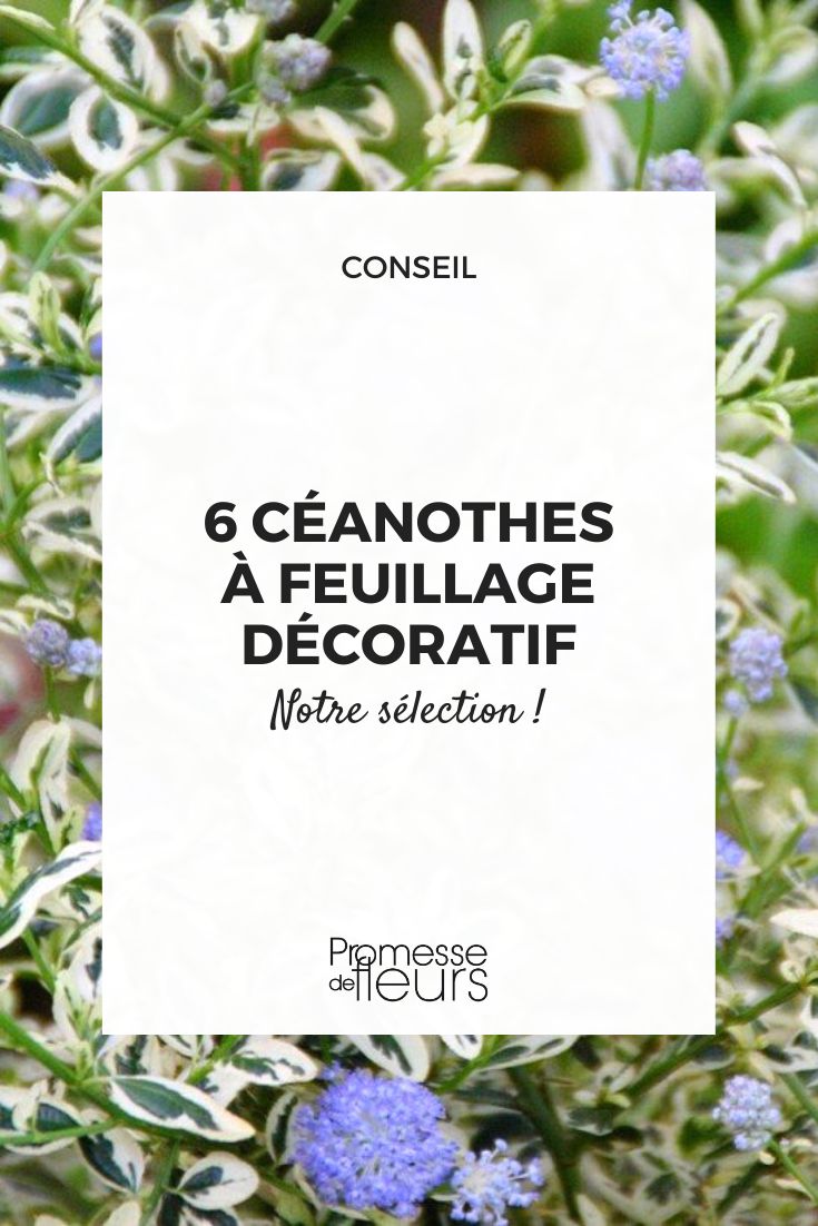 6 ceanothus with decorative foliage Ceanothus Californian Lilac variegated or purple leaves