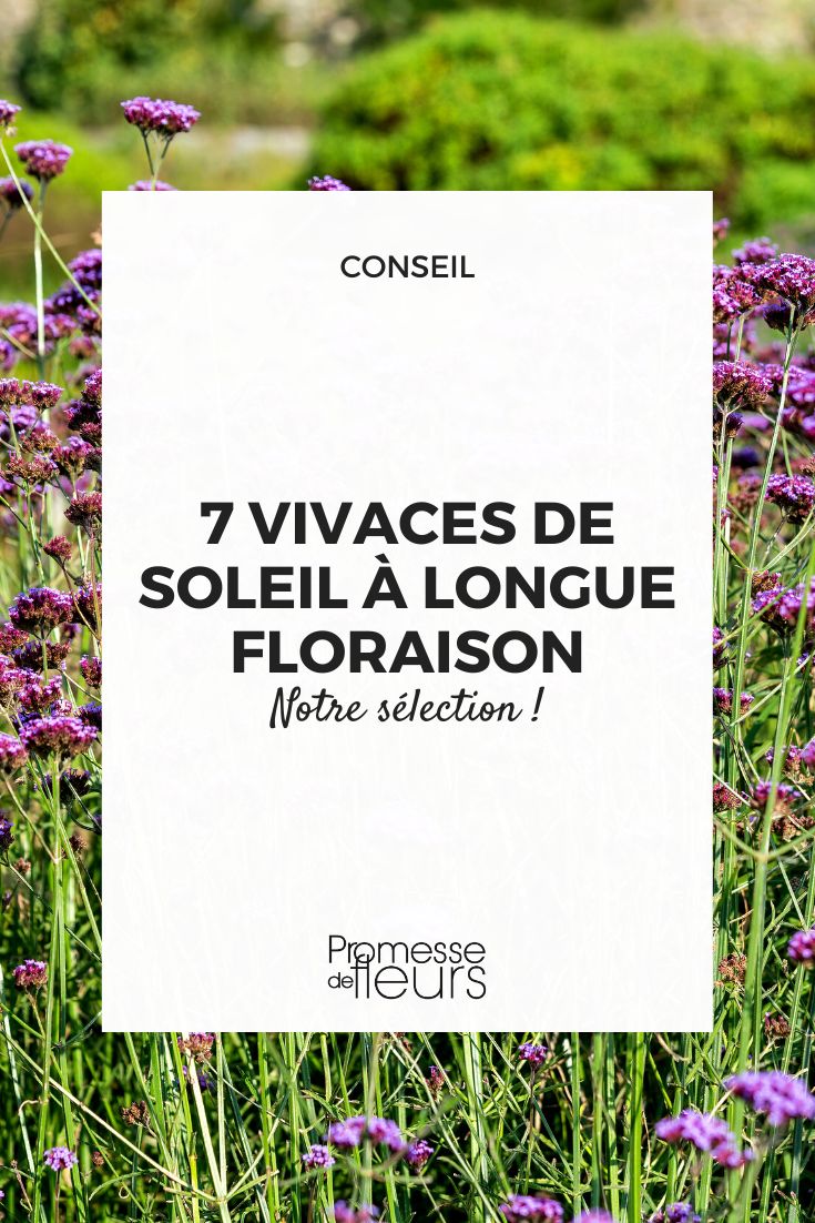 perennial flowers blooming all summer in the sun