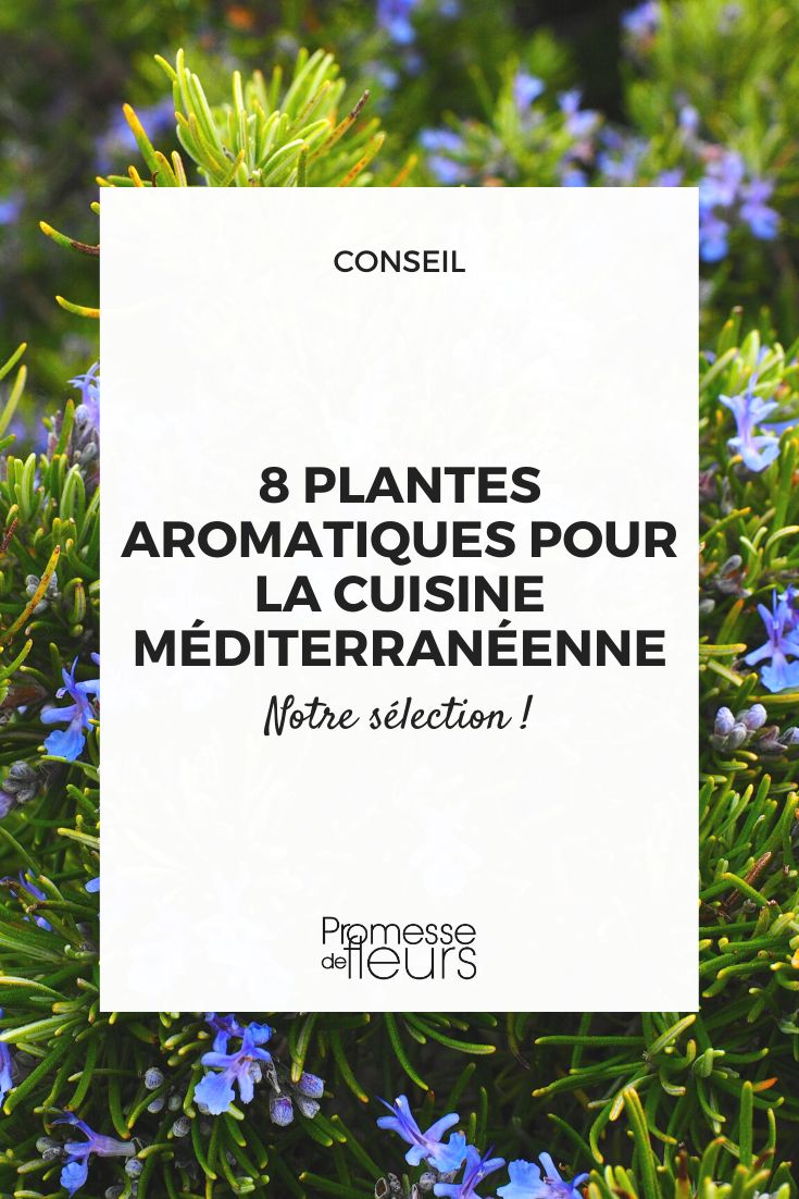 8 aromatic plants for Mediterranean cuisine Aromatic plants