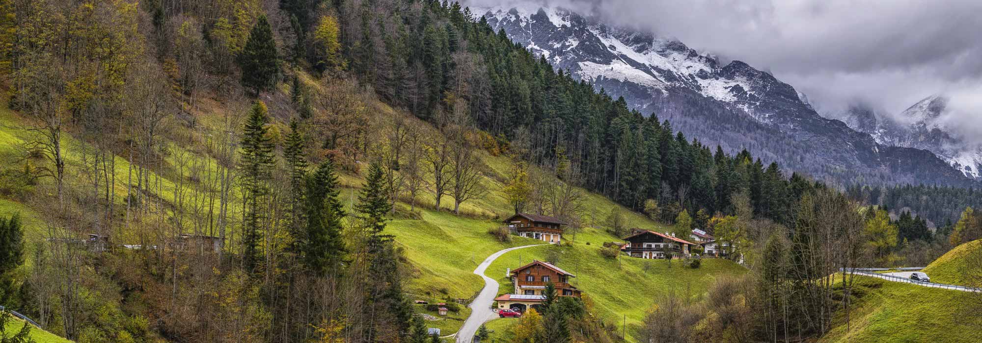 Alpine trees: six species to adopt!