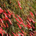 How to pair Russelia?