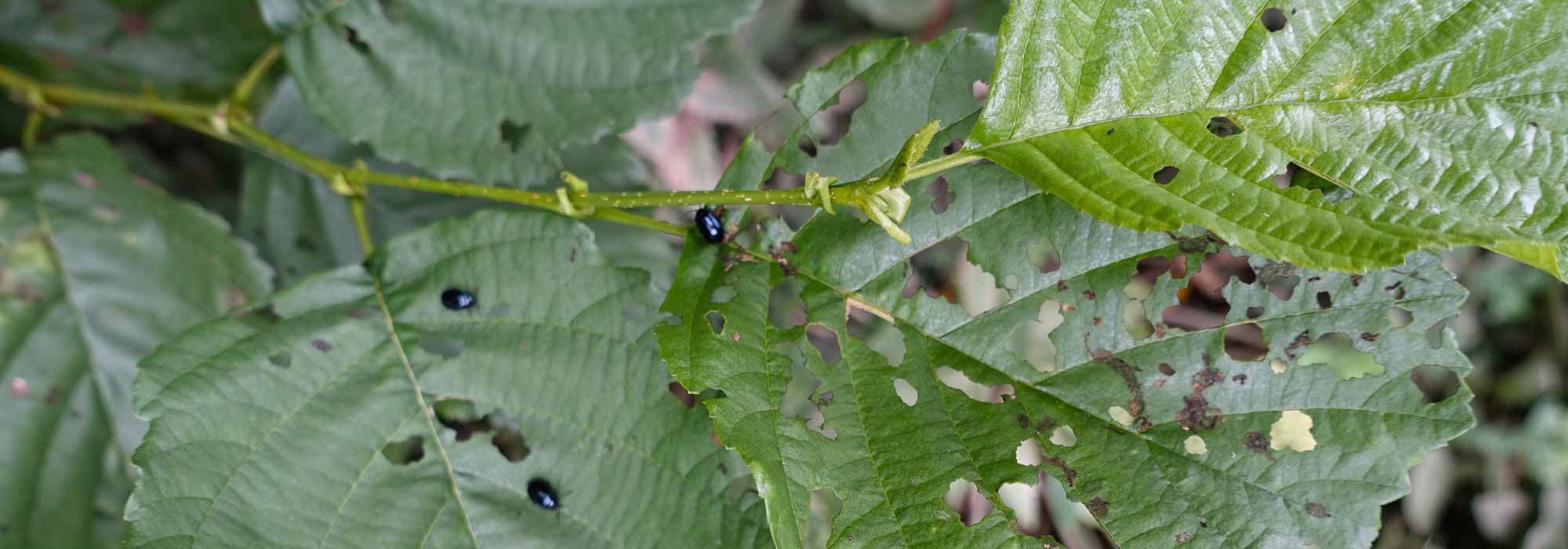 Alder diseases and parasitic pests