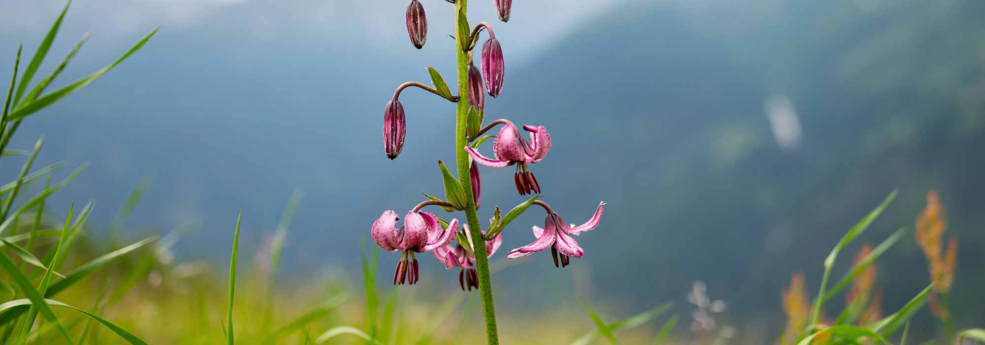 Alpine flowers: 7 bulbs to plant in your garden