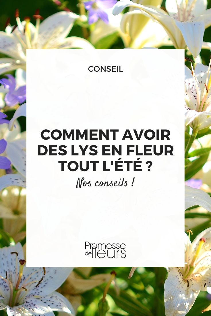 How to have flowers all summer: Lilies lily lilium