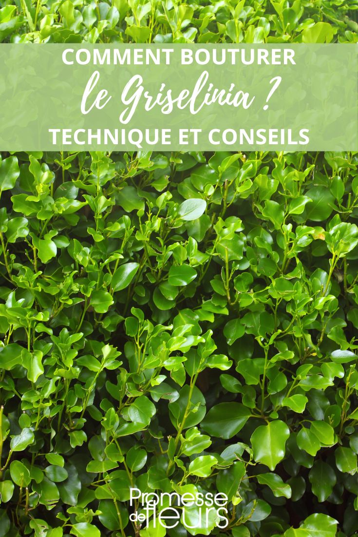 propagation by cuttings of griselinia
