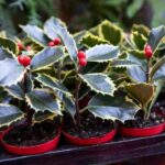 How to propagate holly?