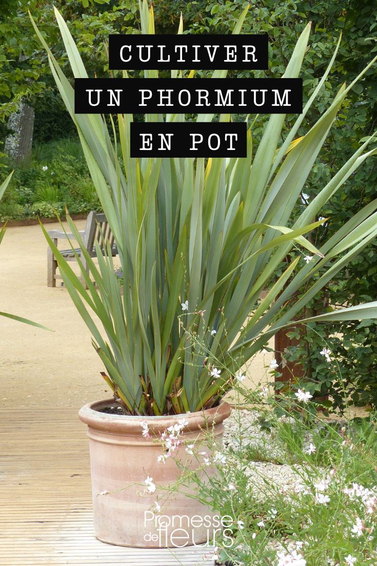 planting New Zealand flax (phormium) in a pot or container