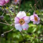 How to divide Japanese anemones?