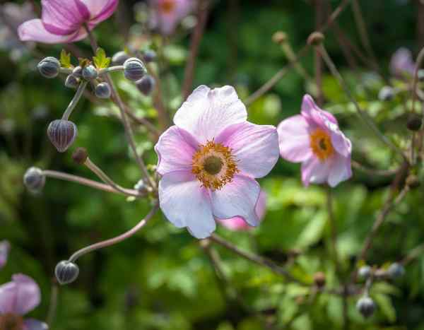 How to divide Japanese anemones?